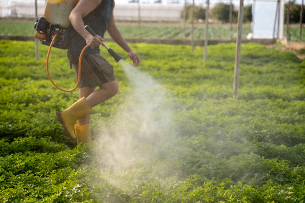 Best Best Pest Control Companies  in Belle Glade, FL